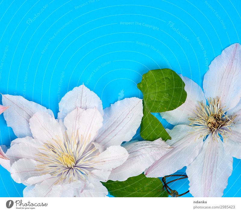 weiße Blüten und grüne Blätter von Clematis Garten Dekoration & Verzierung Feste & Feiern Hochzeit Natur Pflanze Blume Blumenstrauß Blühend frisch hell blau