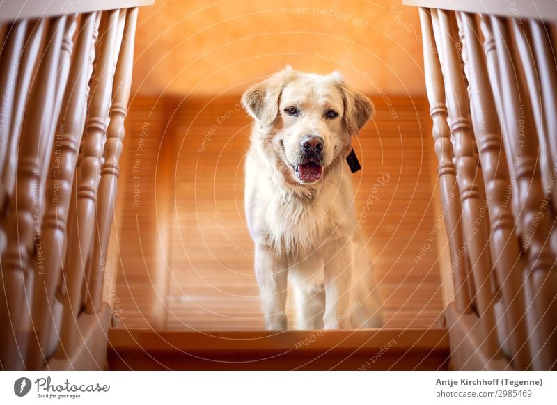 Hund, Labrador steht auf der Treppe blond blonde Golden Retriver hübsch Fell süß