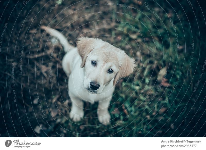Labrador, Golden Retriver Welpe Hund Goldie blond süß niedlich klein