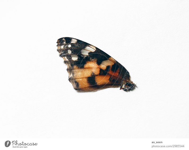 Flügel Schmetterling Schuppen Schmetterlingsflügel Insekt 1 Tier fliegen ästhetisch authentisch exotisch klein natürlich rund braun orange rot schwarz weiß
