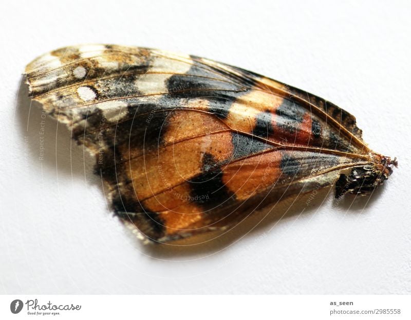 Schmetterlingsflügel Tier Flügel Schuppen liegen ästhetisch authentisch natürlich braun schwarz weiß Gefühle Kreativität Leichtigkeit schön Vergänglichkeit