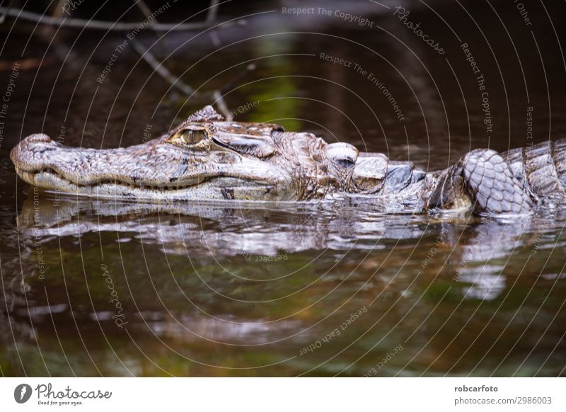 Alligator im Tortuguero Nationalpark von Costa Rica Mund Zähne Natur Tier Baum Park Urwald Fluss Lächeln wild Wut weiß gefährlich tortuguero national Krokodil