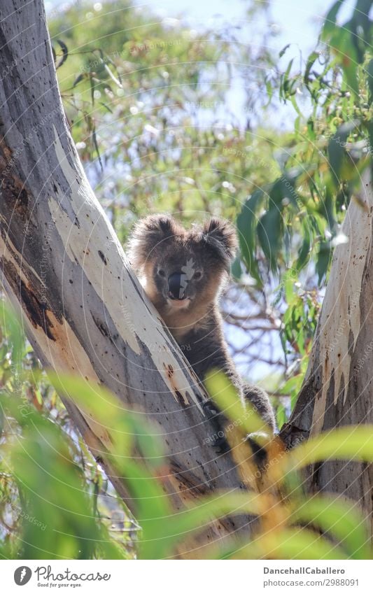 auch schon wach... Ferien & Urlaub & Reisen Tourismus Umwelt Natur Klima Klimawandel Schönes Wetter Baum Blatt Park Wald Tier Wildtier Zoo 1 Koala Beuteltiere