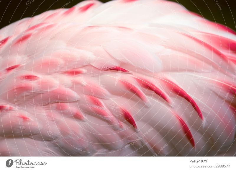Flamingo Tier Wildtier Vogel Flügel Feder 1 elegant exotisch schön weich rosa weiß Natur Tourismus Farbfoto Detailaufnahme Menschenleer Tierporträt
