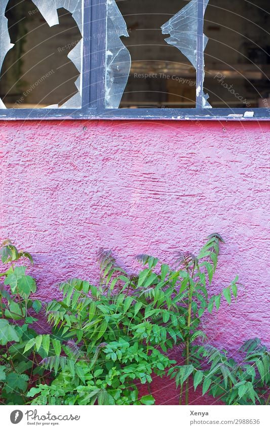 Zerbrochene Fensterscheiben einer alten Fabrik Industrieanlage Mauer Wand Fassade Glas kaputt grün rosa Zukunftsangst unbeständig Zerstörung Insolvenz