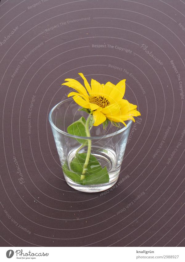 Tischdekoration Pflanze Blume Blüte Wasserglas Blühend Duft schön gelb grau grün Gefühle Romantik Natur Blumenstrauß einzeln Farbfoto Innenaufnahme Menschenleer