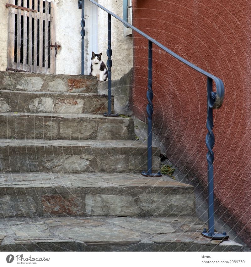 Dorftigerchen Mauer Wand Treppe Tür Treppengeländer Tor Tier Haustier Katze 1 beobachten Blick sitzen Wachsamkeit Neugier Interesse Überraschung Stress