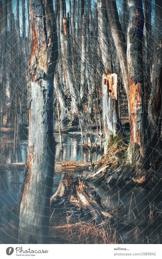 Das Überleben der Bäume im Moorwald kahle Bäume Wasser Sumpf Teich Vergänglichkeit Mooorlandschaft Anklamer Torfmoor Anklamer Stadtbruch abgestorben Natur