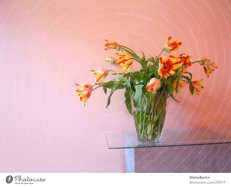 Glasvase mit Tulpen Blumenstrauß Glasscheibe Farbverlauf Stillleben Betontisch