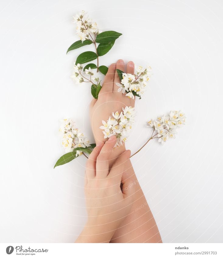weibliche Hände und kleine weiße Blüten schön Körper Haut Maniküre Behandlung Wellness Wohlgefühl Spa Dekoration & Verzierung Feste & Feiern Frau Erwachsene