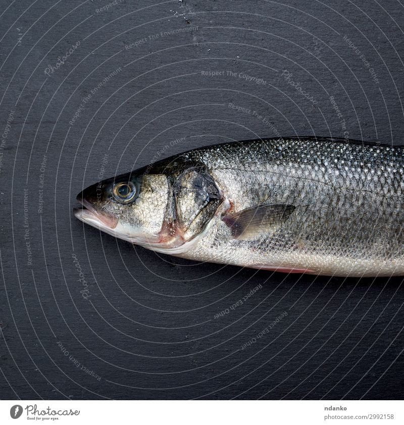 frischer ganzer Seebarschfisch auf schwarzem Hintergrund Fleisch Fisch Meeresfrüchte Ernährung Tisch Gastronomie Natur Tier Essen dunkel natürlich wild weiß