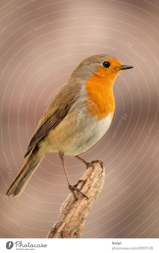 Hübscher Vogel mit einem schönen orange-roten Gefieder. Leben Mann Erwachsene Umwelt Natur Tier Holz klein natürlich wild braun grau weiß Tierwelt Rotkehlchen