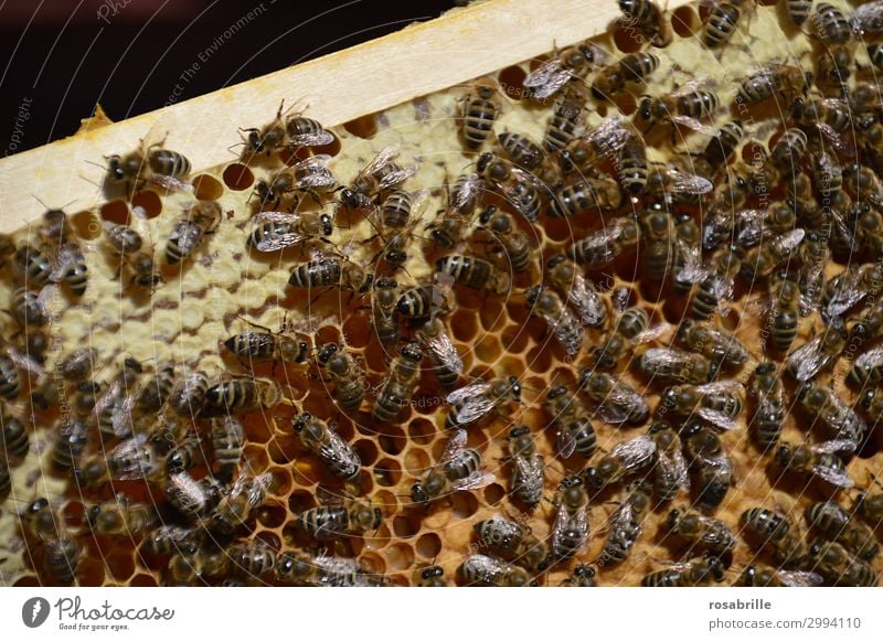 fleißige Bienchen Natur Nutztier Biene bauen viele braun gelb Leidenschaft gewissenhaft Ausdauer Ordnungsliebe Arbeiter Carnica Honigbiene Bienenwaben Wabe