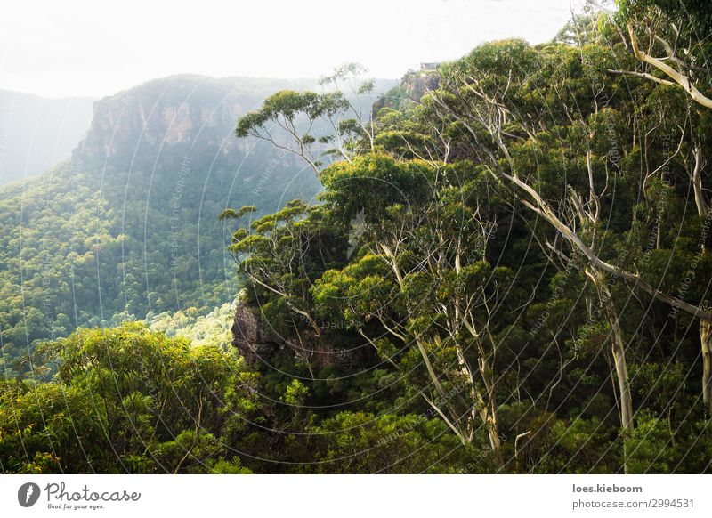 Spooners lookout at the Blue Mountains, Katoomba, Australia Erholung ruhig Ferien & Urlaub & Reisen Tourismus Sightseeing Sommer wandern Natur Landschaft Park