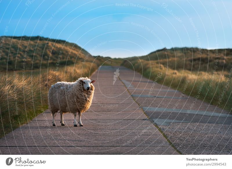 Einzelne Schafe auf einer leeren Straße mit Blick auf die Kamera Ferien & Urlaub & Reisen Sommer Sonne Natur Landschaft Schönes Wetter Gras beobachten lustig