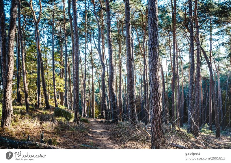 im Wald Wellness Leben Wohlgefühl Sinnesorgane Erholung ruhig Meditation Duft Ausflug wandern Umwelt Natur Landschaft Pflanze Sonne Frühling Sommer Herbst