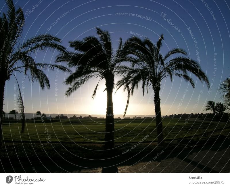 sunset golf Ägypten Palme Sonnenuntergang Gegenlicht Golf