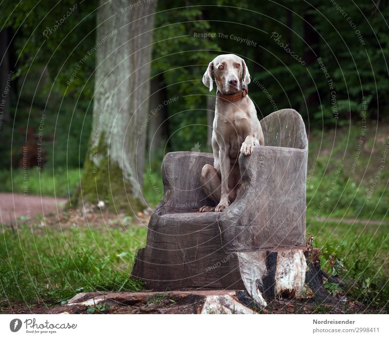 Hallo Leute ... Ausflug Erde Frühling Herbst Baum Park Wiese Wald Tier Haustier Hund 1 beobachten Jagd sitzen warten ästhetisch Erfolg Freundlichkeit Gesundheit