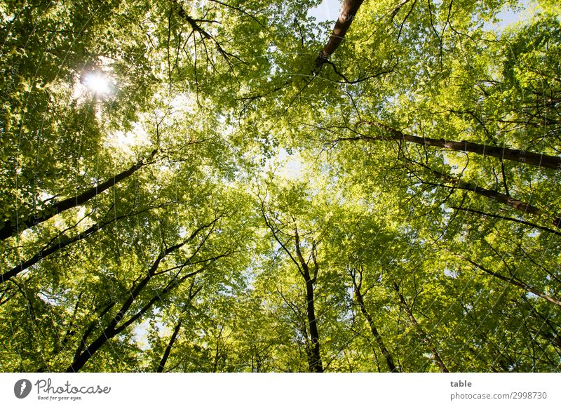 Earth Overshoot Day Gesundheit harmonisch Wohlgefühl Sinnesorgane Erholung ruhig Meditation Ausflug Freiheit wandern Umwelt Natur Landschaft Pflanze Frühling