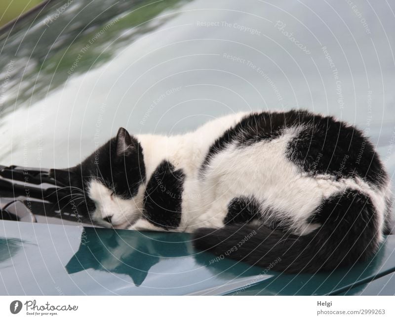 schwarz-weiße Katze liegt im Sonnenschein auf einem Auto Herbst PKW Tier Haustier 1 liegen schlafen authentisch außergewöhnlich einzigartig grau Zufriedenheit