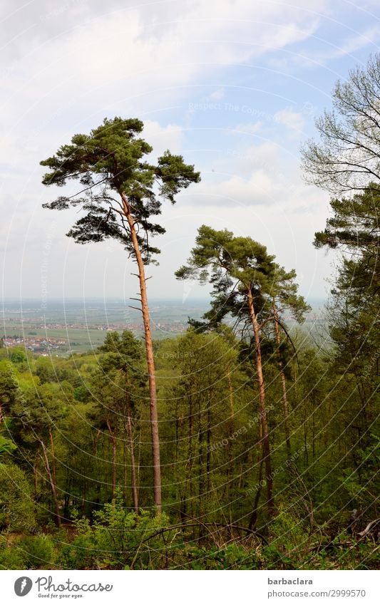 In der Pfalz Ferien & Urlaub & Reisen Ausflug wandern Natur Landschaft Pflanze Urelemente Himmel Wolken Baum Wald Pfälzerwald Rheinland-Pfalz Dorf Kleinstadt