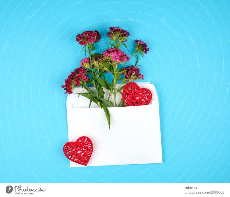 Blumenknospen und ein weißer Papierumschlag Dekoration & Verzierung Feste & Feiern Valentinstag Muttertag Hochzeit Post Natur Pflanze Blatt Blüte Blumenstrauß