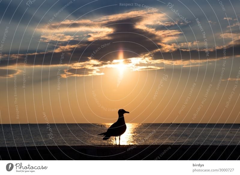 Gegenlichtmöwe Himmel Wolken Horizont Sonnenaufgang Sonnenuntergang Sommer Küste Meer Vogel Möwe 1 Tier ästhetisch authentisch maritim positiv blau grau orange