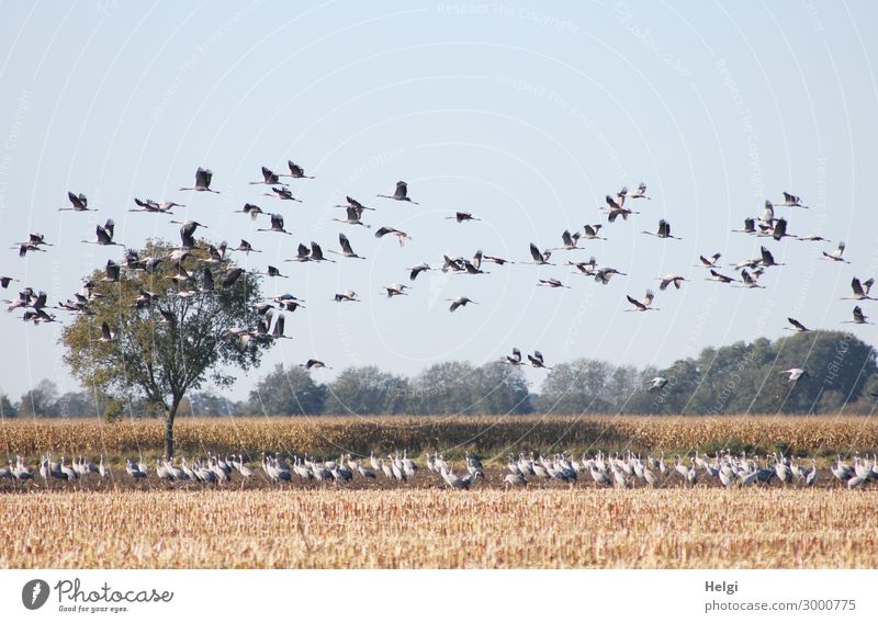 viele Kraniche, die auf einem Feld stehen und in der Luft fliegen Umwelt Natur Landschaft Pflanze Tier Herbst Baum Nutzpflanze Mais Maisfeld Wildtier Vogel