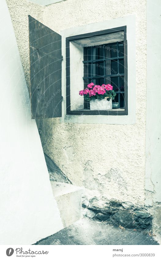 In einer Gebäudeecke ist ein kleines, vergittertes Fenster. Mit Blumen als Dekoration. Gemäuer altertümlich rustikal Fensterladen Ecke Blumenkiste Farbfoto
