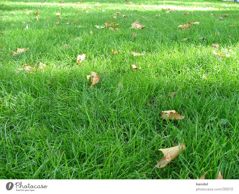 Fünf vor Herbst Gras saftig grün braun Licht Wiese Blatt Rasen Schatten Natur