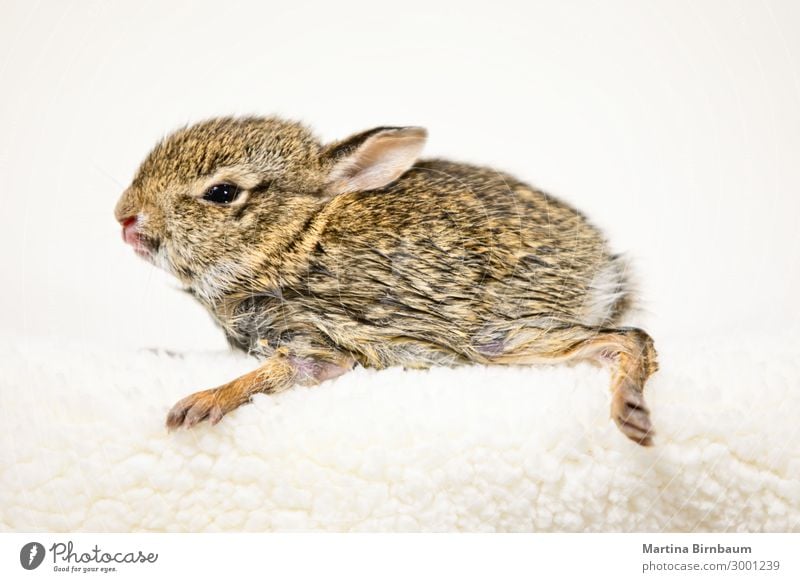 Nahaufnahme eines süßen und flauschigen Baby-Häschens Ostern Kunst Natur Tier Haustier sitzen klein niedlich weich braun weiß Farbe Hase & Kaninchen vereinzelt