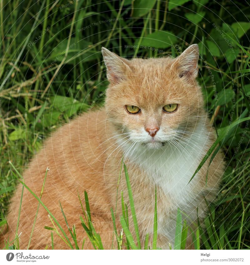 rot-getigerte Katze sitzt im Gras und schaut konzentriert nach vorn Pflanze Garten Tier Haustier 1 beobachten Blick sitzen authentisch einzigartig natürlich