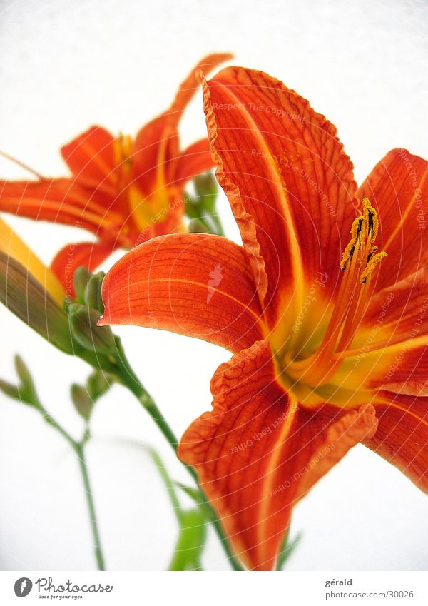 Flora Blume Sommer orange Detailaufnahme