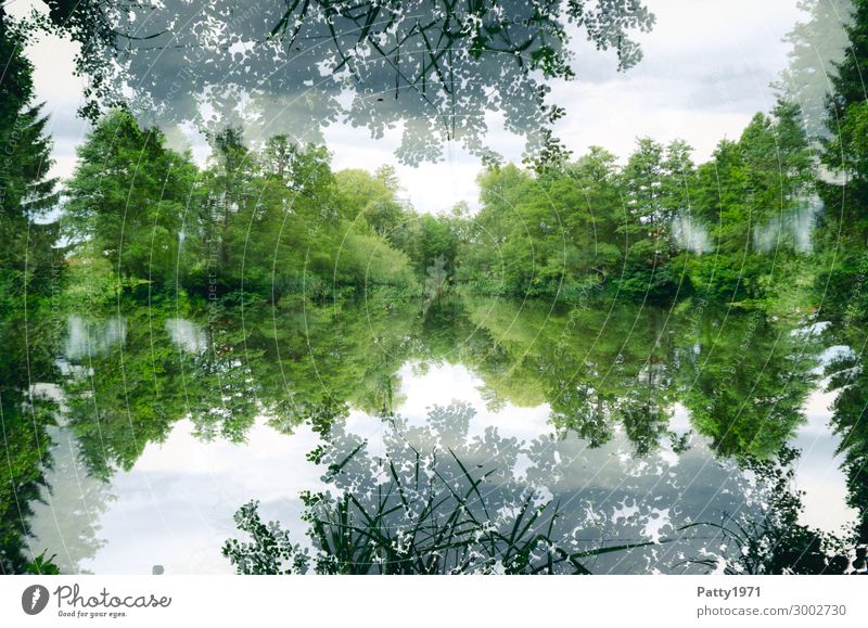 See(len)spiegel Umwelt Natur Landschaft Pflanze Baum Wald Seeufer natürlich grün weiß ruhig Zufriedenheit geheimnisvoll Surrealismus Symmetrie Doppelbelichtung