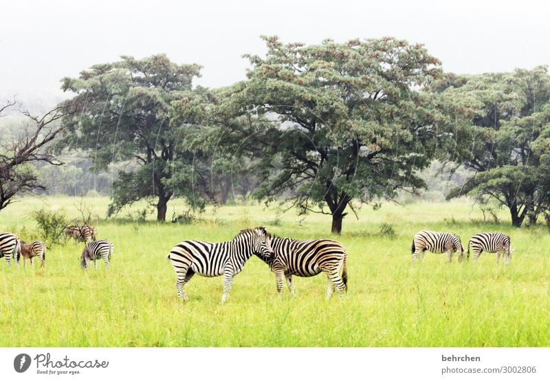 eins sein Ferien & Urlaub & Reisen Tourismus Ausflug Abenteuer Ferne Freiheit Safari Umwelt Natur Landschaft Baum Gras Sträucher Wildtier Tiergesicht Fell Zebra