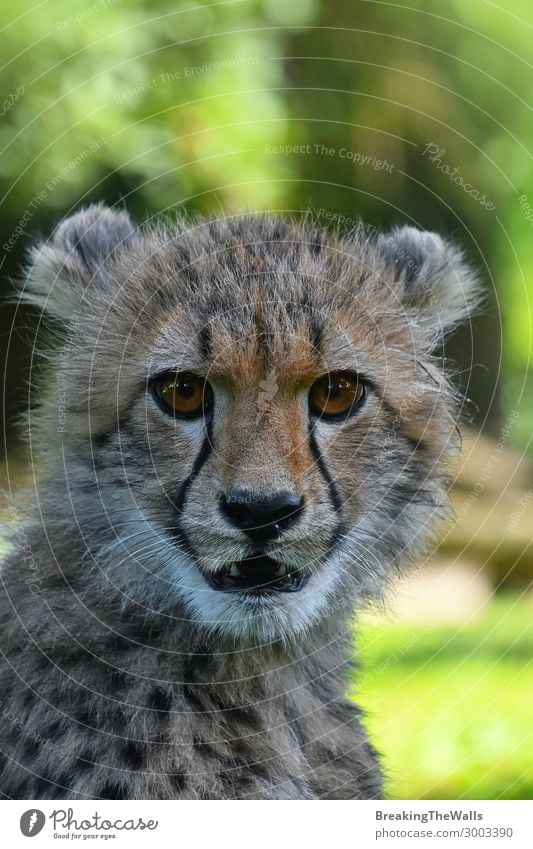Nahaufnahme des Gepardenjungenporträts Tier Wildtier Katze Tiergesicht Zoo 1 Tierjunges wild grün niedlich reizvoll Kopf Auge Schnauze Raubkatze Wachsamkeit