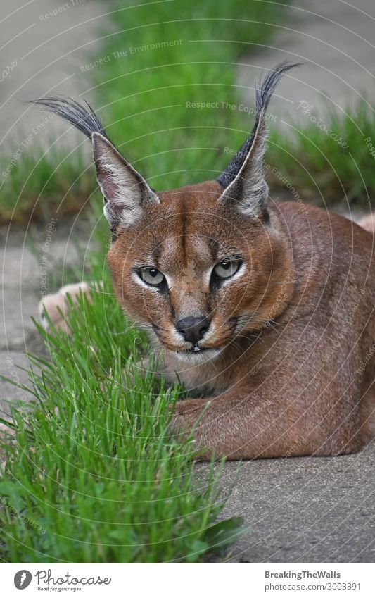 Nahaufnahme des Karakalporträts mit Blick auf die Kamera Natur Tier Wildtier Katze Tiergesicht Zoo 1 grün Gras Wachsamkeit Boden Erholung aussruhen liegen