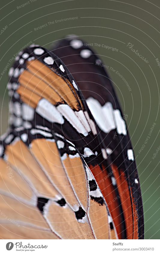 Der Monarch Monarchfalter Danaus plexippus Schmetterling Edelfalter Flügel Schmetterlingsflügel Wanderfalter Flügelmuster bunte Flügel Tagfalter Falter