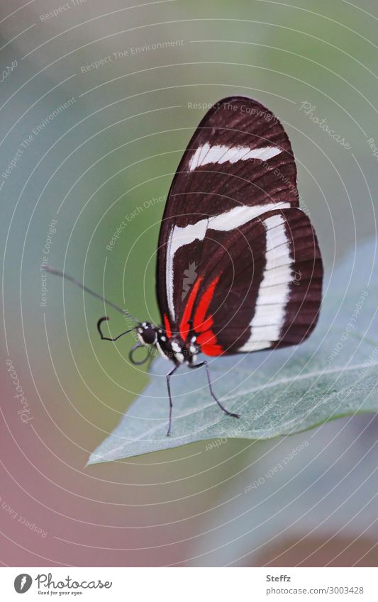 Edelfalter Gelbstreifiger Passionsfalter Schmetterling Heliconius hewitsoni bunte Flügel exotischer Schmetterling exotischer Falter Schmetterlingsflügel