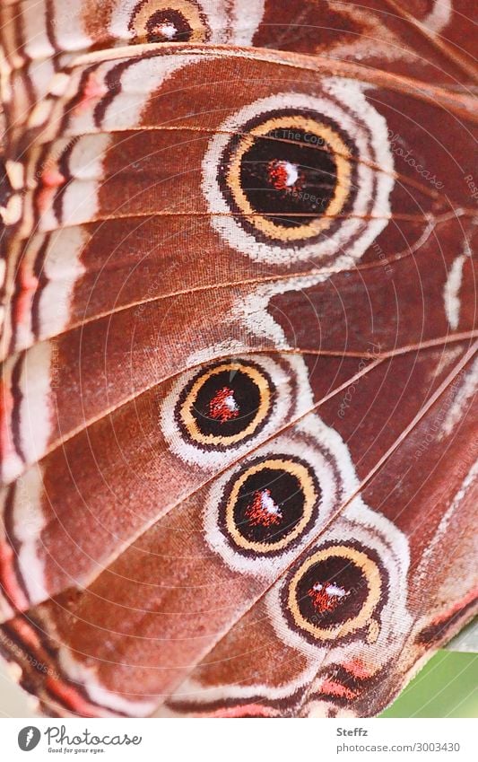 vier Augenflecken wie vier runde Augen Flügelmuster Mimikry Abschreckung Schutz Überlebensstrategie imiteren Nachahmung Augenmuster Schmetterlingsflügel