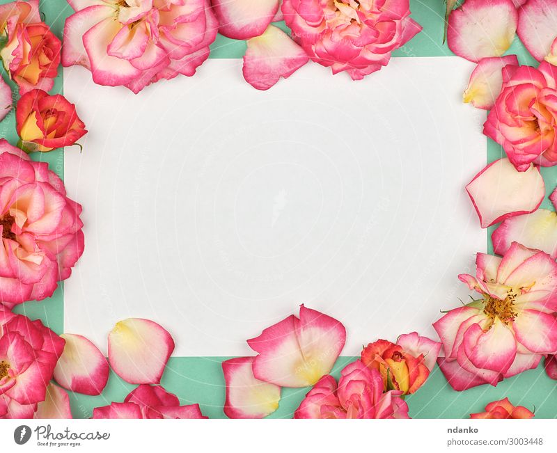 reines weißes Papierblatt und Knospen von rosa Rosen Design Dekoration & Verzierung Feste & Feiern Valentinstag Muttertag Hochzeit Geburtstag Business Natur