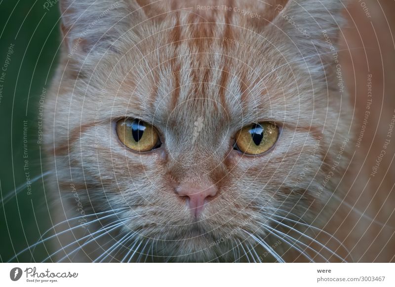 Portrait of a redhead british shorthair cat Tier Haustier Katze Tiergesicht 1 weich rot British shorthair cat Cat breed Claws Sleep animal cat head copy space