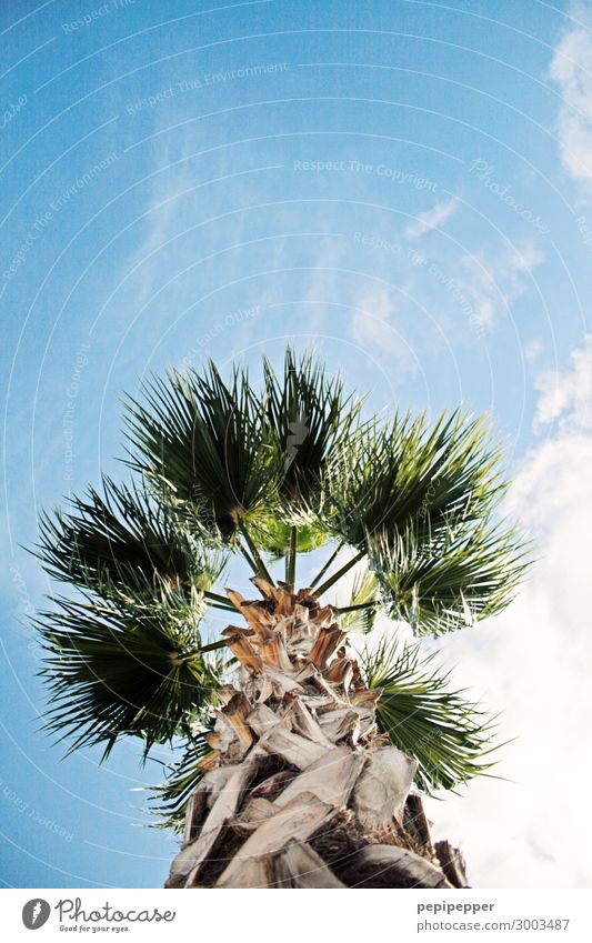 Palme Ferien & Urlaub & Reisen Tourismus Umwelt Himmel Sommer Pflanze Baum Blatt Grünpflanze Meer Holz blau grün Farbfoto Außenaufnahme Froschperspektive