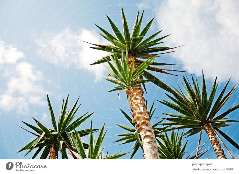 Palmen Ferien & Urlaub & Reisen Tourismus Sommer Sommerurlaub Natur Himmel Wolken Pflanze Baum Strand Insel Holz blau grün Farbfoto Außenaufnahme Menschenleer