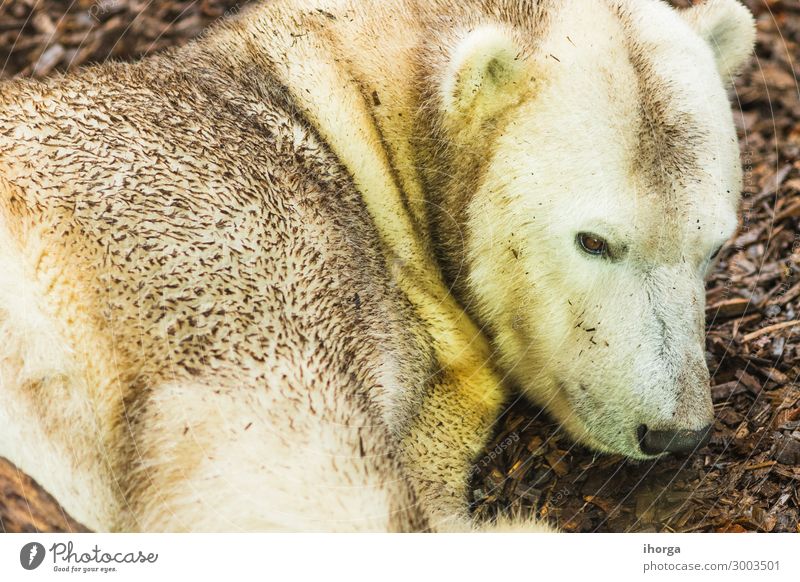 Porträt eines auf dem Boden liegenden Eisbären Erwachsener Tier Tiere Hintergrund Bär trägt schön Schönheit Fleischfresser fleischfressend Krallen Nahaufnahme