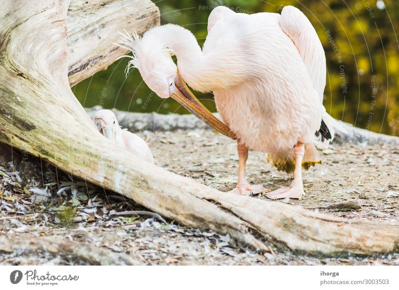 Das rosa Rückenpelikan oder Pelecanus rufescens Portrait exotisch schön Leben Ferien & Urlaub & Reisen Natur Tier Vogel 1 lustig natürlich niedlich wild weiß