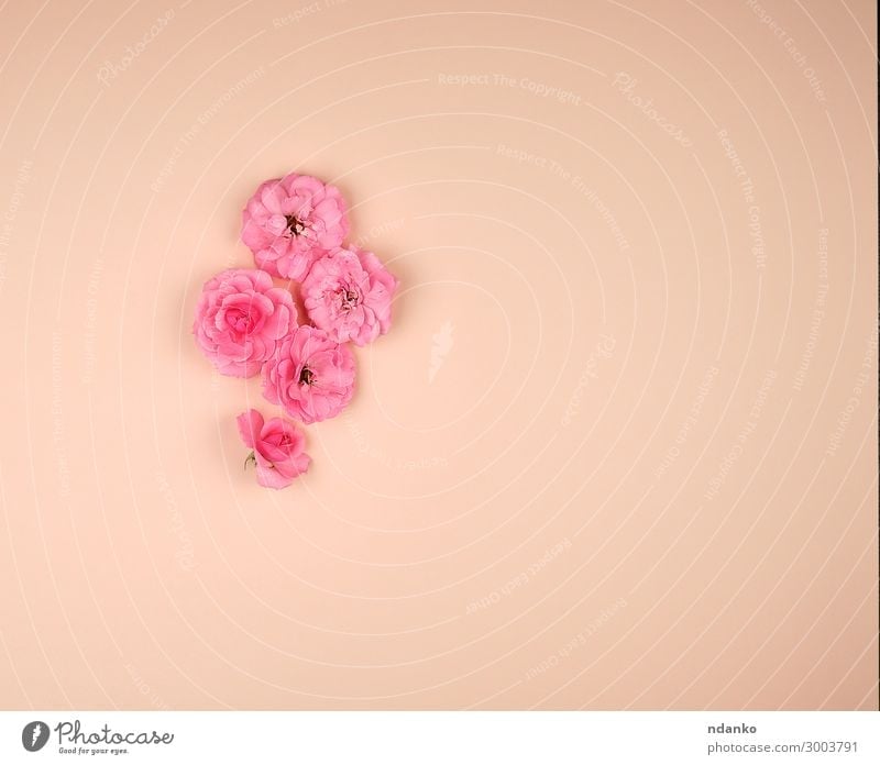 blühende Knospen von rosa Rosen auf beigefarbenem Hintergrund Design Dekoration & Verzierung Feste & Feiern Hochzeit Kunst Natur Pflanze Blume Blüte Blühend
