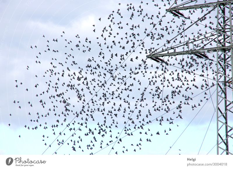 ein Schwarm von Staren fliegt zu einem Strommast Energiewirtschaft Kabel Umwelt Natur Tier Himmel Wolken Herbst Wildtier Vogel Bewegung fliegen stehen
