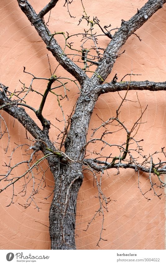 Der Baum Baumstamm Zweige u. Äste Natur Farbfoto stark fest Leben Fessade Haus Mauer & Wand Farbe