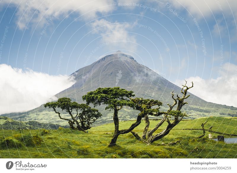Vulkan Gipfel Pico, Azoren, Portugal Ferien & Urlaub & Reisen Tourismus Ausflug Abenteuer Freiheit Expedition wandern Natur Landschaft Pflanze Urelemente Wolken